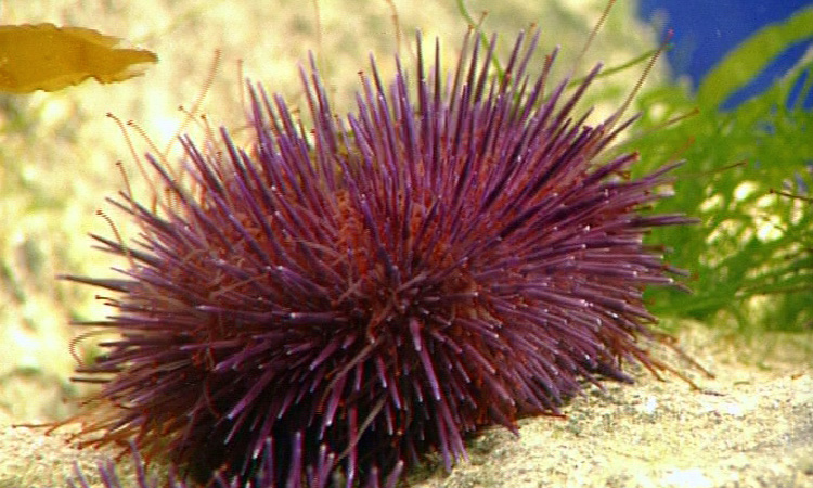 De la fécondation à l'adulte chez l'Oursin - 4mn 20s 